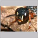 Harpactus lunatus - Grabwespe w02f - OS-Hollage Lehmkuhle.jpg